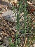 Linum austriacum subsp. collinum